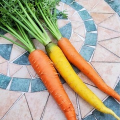🥕1本20円！採れたてにんじんあります◎益生駅でお渡しします♪