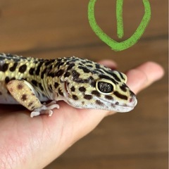 レオパ