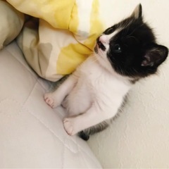 生後3週間程度のベビー