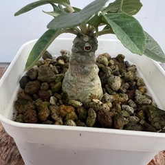 植物　ドルステニア　フォエチダ　①の画像