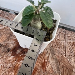 植物　ドルステニア　フォエチダ　①の画像