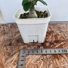 植物　ドルステニア　フォエチダ　①の画像