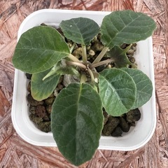 植物　ドルステニア　フォエチダ　①の画像