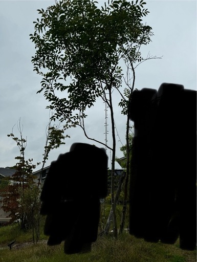 シマトネリコとヤマボウシ