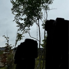 シマトネリコとヤマボウシ