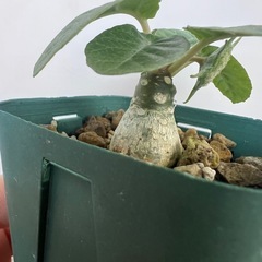 植物　ドルステニア　フォエチダ　②の画像