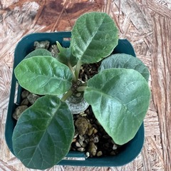 植物　ドルステニア　フォエチダ　②の画像
