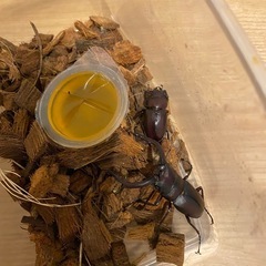 （ペア・大きめ）ノコギリクワガタ　オスメス