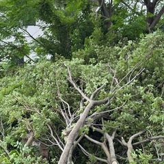 薪ストーブ 薪 焚付 剪定材の画像