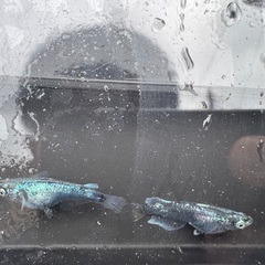 ゴジラメダカ◆ペアまたはトリオの画像