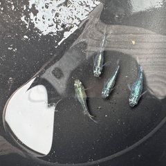 ゴジラメダカ◆ペアまたはトリオの画像