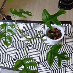観葉植物ヒメモンステラ