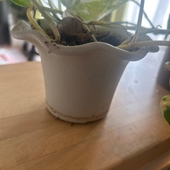 ポトスの画像