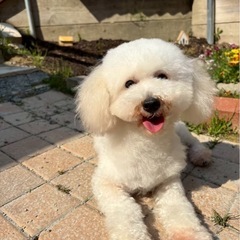トイプードルの男の子