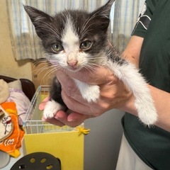生後1ヶ月半くらいの子猫ちゃんの里親さん探しています