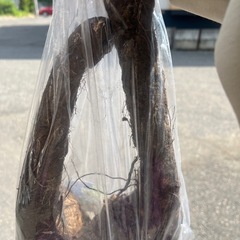 山わさび1キロの画像