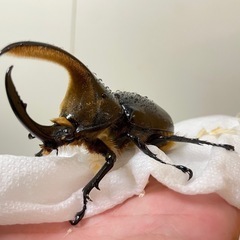 サタンオオカブト　注意事項ありのため格安！