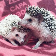 ハリネズミと触れ合いたい❤