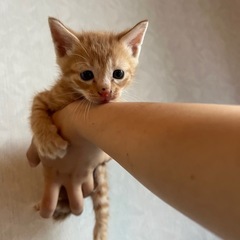 生後1ヶ月半の子猫の里親さん募集中です！※１匹決まりました！