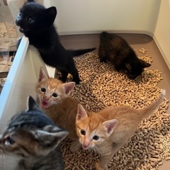 急募！生後1ヶ月の子猫