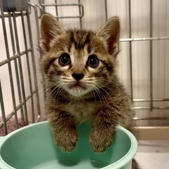 かまってちゃんのキジトラくん