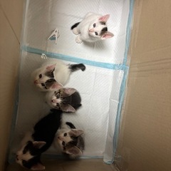 急募　子猫の里親さん探してます！