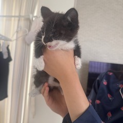 こねこ - 里親募集