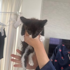 こねこ − 大分県