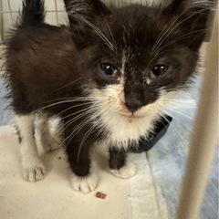 こねこ - 別府市