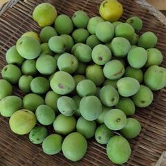 ②青梅1kg