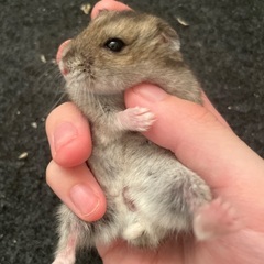 大切に育ててくれる方