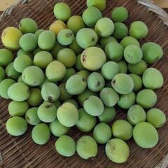 ③青梅1kg