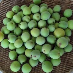 ④青梅1kg