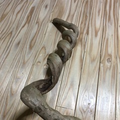 螺旋形の木？蔓？の画像