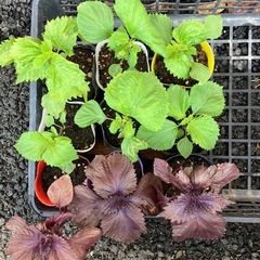 青じそ（大葉）、赤じその苗