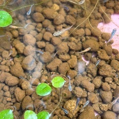 ミックスメダカの針子~稚魚10匹 