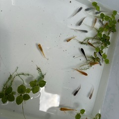 ミックスメダカの針子~稚魚10匹 の画像