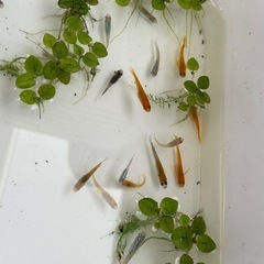 ミックスメダカの針子~稚魚10匹 の画像