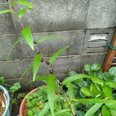 山百合苗の画像