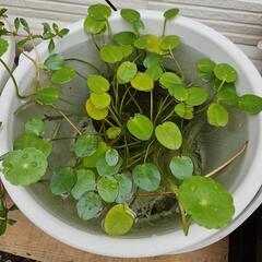 水生植物▪️ビオトープ『鉢付きウォーターポピー』