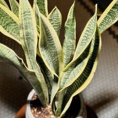 観葉植物　サンスベリア・ローレンティー　高さ68cm　おしゃれな6号の鉢と受け皿付きの画像