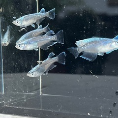 掛け合わせメダカ　の画像
