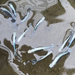 掛け合わせメダカ　の画像