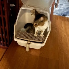 甘えん坊なキジトラ  オス 推定1歳〜1歳半くらい − 滋賀県