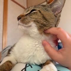 甘えん坊なキジトラ  オス 推定1歳〜1歳半くらい - 湖南市