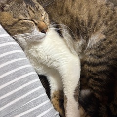 甘えん坊なキジトラ  オス 推定1歳〜1歳半くらい - 猫