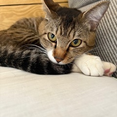 キジトラ  オス 推定1歳〜1歳半くらい