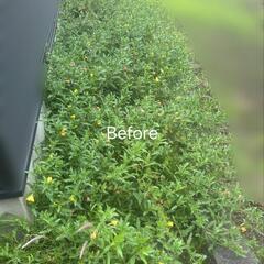 草刈り、片付け代行いたします。