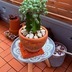 ランキングキーワードに紐づく投稿画像-多肉植物