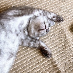 保護猫♡生後2ヶ月男の子♡